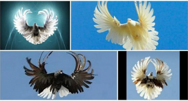 Popis obrácených srpových holubů, klady a zápory plemene a péče