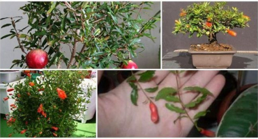 Popis odrůdy baby granátového jablka a pěstování ze semen doma