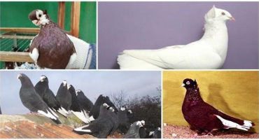 Popis plemenné skupiny holubů thurman, pravidla pro jejich držení a chov