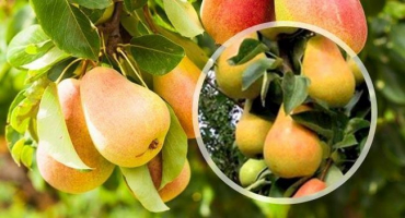 Popis oblíbené odrůdy hrušně, klady a zápory a pravidla pěstování