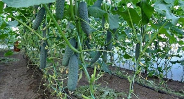 Popis, vlastnosti a zemědělské techniky nejlepších nových odrůd okurek pro rok 2022