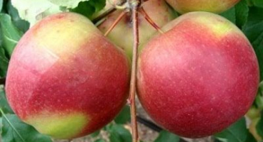 Popis, charakteristika a historie šlechtění jabloní odrůdy ligol, pravidla pěstování
