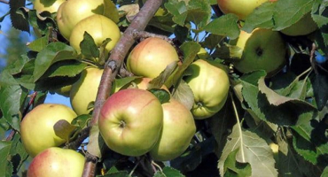 Popis, charakteristika a historie šlechtění jabloní odrůd bratchud, výsadba a péče