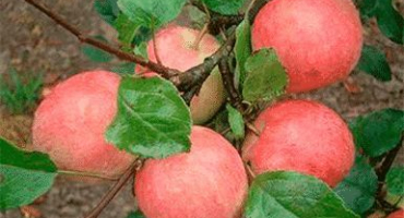 Popis, vlastnosti a poddruhy odrůd jablek potěší, jemnosti pěstování