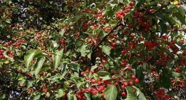 Popis, charakteristika a původ odrůdy bobule jabloně, pravidla pěstování a péče