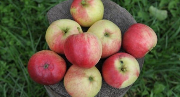 Popis, charakteristika a oblasti rozšíření jabloně odrůdy aphrodite