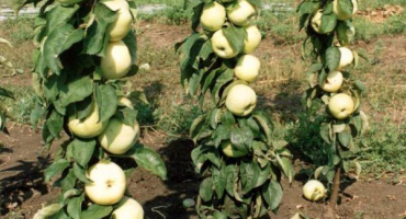 Popis, charakteristika a podmínky zrání sloupovitého jablka prezidenta, výsadba a péče