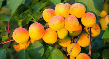 Popis, vlastnosti a pěstování meruňky chabarovsk, její výhody a nevýhody odrůdy