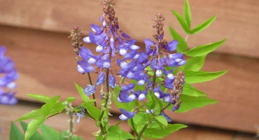 Popis a zemědělské techniky kozí routy medonosné rostliny, produktivita a výhody rostliny