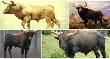 Popis a stanoviště primitivních býků kol, pokusy o znovuvytvoření druhu