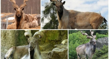 Popis a kde žijí kozy pálené, stav a postavení druhu v přírodě