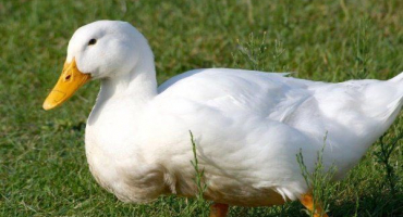 Popis a hlavní vlastnosti kachny bashkir