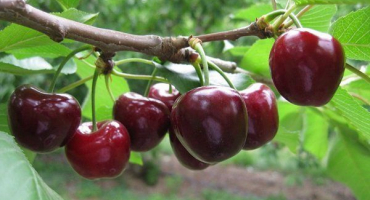 Popis a hlavní charakteristiky třešní mrazivé odrůdy