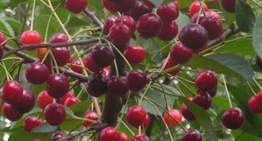 Popis a charakteristika třešní stejného stáří, historie a znaky pěstování