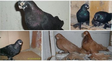 Jaké vidění mají holubi, strukturu a barvu jejich očí a jak vidí ptáci