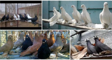 Popis a charakteristika krátkozobých holubů armavir, chov