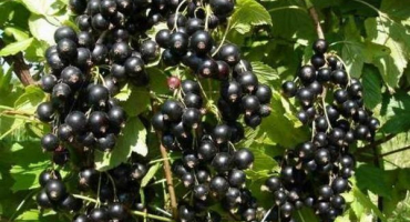 Popis a charakteristika odrůd černého rybízu hercules, výsadba a péče