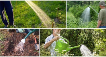 Popis a charakteristika ostružinové odrůdy orcan, její klady a zápory a péče