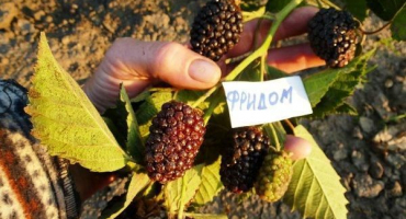 Popis a charakteristika odrůd ostružin prime arc freedom, rozmnožování a péče