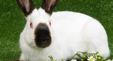 Popis a charakteristika plemene himálajského králíka, údržba a péče