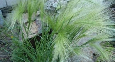 Popis a charakteristika ječmene hřivnatého, jeho výsadba a pravidla péče