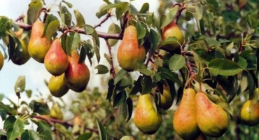 Popis a charakteristika odrůd hrušní právě maria, pěstování a opylovači