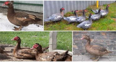 Popis a charakteristika plemene redbull indo-kachna, chov a péče