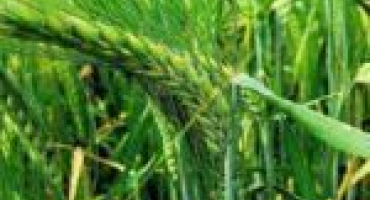 Popis a charakteristika odrůd ječmene margaret, pravidla výsadby a péče