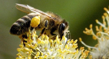 Popis a charakteristika karpatských včel, klady a zápory plemene