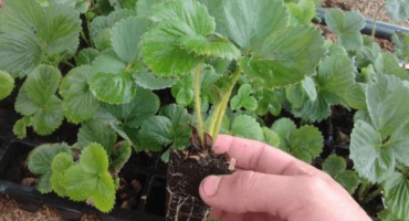 Popis a charakteristika českých jahod, výsadba a péče