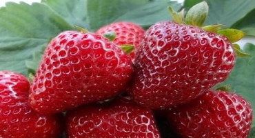 Popis a charakteristika odrůdy jahodníku diamant, výsadba a péče