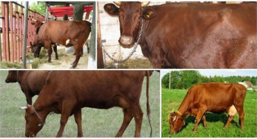 Podstata metody chovu na volné noze, výhody a nevýhody