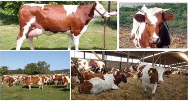 Popis a charakteristika červenobílých krav, jejich obsah