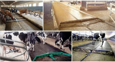 Systémy odstraňování chlévské mrvy ve stodole, top 4 metody a zpracování kejdy