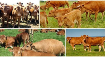 Pravidla pro pastvu krav a kde je povoleno, když jsou vyháněny na pastvu