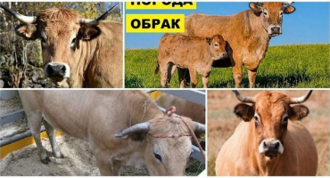 Popis a charakteristika krav obrak, pravidla pro jejich údržbu