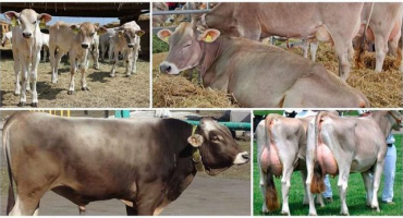 Jak správně pečovat o krávu doma, tipy pro začátečníky