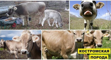 Popis a charakteristika plemene kostroma, podmínky zadržení