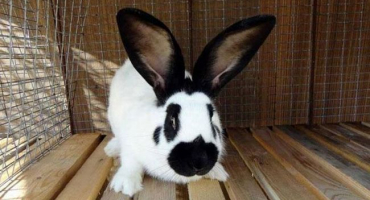 Popis a charakteristika škůdců, chovatelský řád