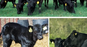 Popis a charakteristika skotu aberdeen angus, chov a péče