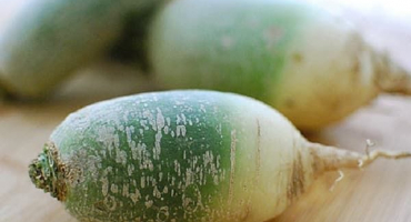 Popis a charakteristika nejlepších druhů (odrůd) ředkviček do volné půdy