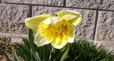 Popis a charakteristika ledového krále narcisů, pěstování květin a aplikace v krajinářství