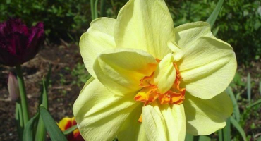 Popis a charakteristika odrůdy tahiti narcis, péče a aplikace