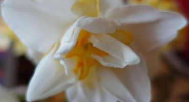 Popis a charakteristika narcisu bílého lva, výsadba a péče