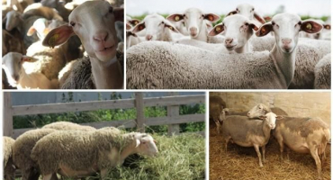 Popis a charakteristika ovcí plemene lacon, požadavky na jejich údržbu