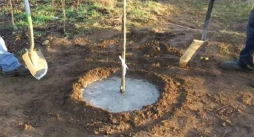 Popis a charakteristika šampiona, pravidla výsadby a péče