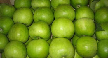 Popis a charakteristika plodných odrůd jabloní granny smith, pěstování a péče