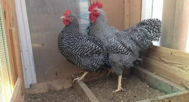 Popis a charakteristika kuřecího plemene amrox, pravidla údržby a péče