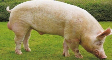 Popis a charakteristika plemene jorkšírského prasete, pravidla chovu a péče