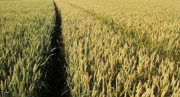 Popis a charakteristika odrůd jarní pšenice granny, výsevek